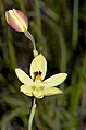 Thelymitra antennifera