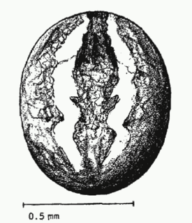 Theridion attritum