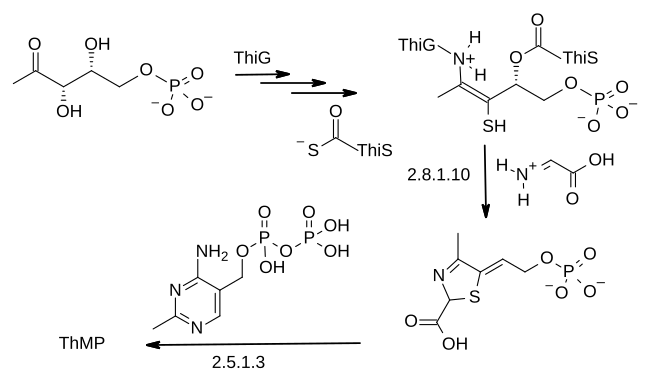 Tiamin biosynthesis.svg