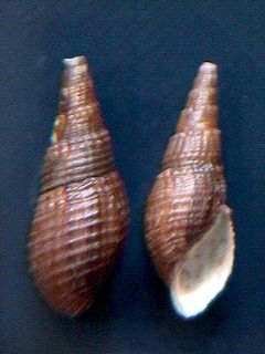 <i>Tarebia granifera</i> species of snail