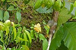 Kalın gagalı Spiderhunter (Arachnothera crassirostris) (8066318769) .jpg