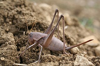 <i>Thyreonotus</i> Genus of cricket-like animals