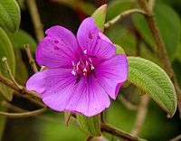 Melastomataceae