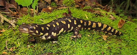 Une salamandre tigrée, en Californie.