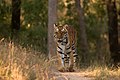 * Nomination Tiger in Kanha NP. By User:Kalyanvarma --Shankar Raman 03:01, 1 July 2017 (UTC) * Promotion Good quality. PumpkinSky 12:46, 8 July 2017 (UTC)