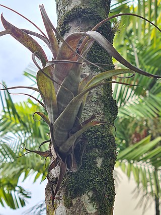 <i>Tillandsia flexuosa</i> Species of plant