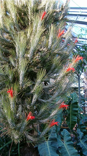 File:Tillandsia funckiana HabitusFlowers BotGardBln1006c.jpg