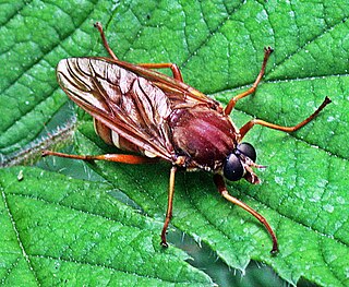 <i>Tolmerus</i> Genus of flies