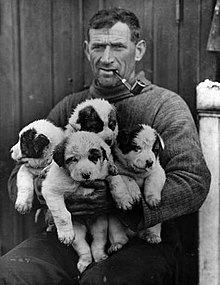 Man, sitting, wearing heavy winter clothes. He has a pipe in his mouth and is holding four sled dog puppiess.