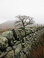 File:Traditional Welsh dry-stone walling.jpg