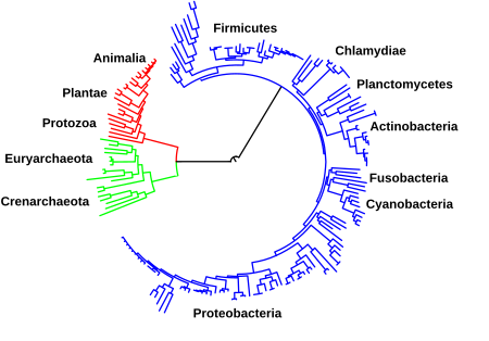 Tập_tin:Tree_of_life_int.svg