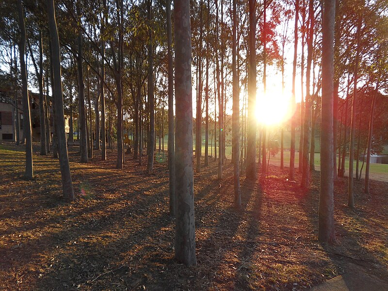 File:Trees MQ.JPG