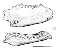 Mandible of Tremacyllus impressus Tremacyllus impressus.png