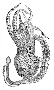 Vista lateral d'un adult mascle amb hectocotylus