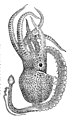 Tremoctopus violaceus, amosando o hectocótilo