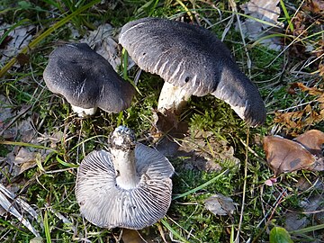 Foto von zwei Pilzen mit grauen Kappen mit dichten schwarzen Schuppen und einem umgedrehten mit weißen Kiemen und Stielen