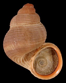 Littorinoidea Superfamily of gastropods
