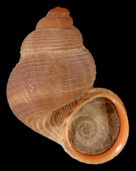 File:Tudorella sulcata shell.jpg