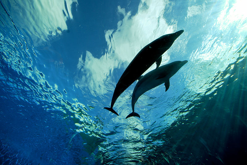 File:Tuimelaars in het Yokohama Hakkeijima Sea Paradise, -4 augustus 2010 a.jpg