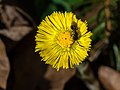 * Nomination Coltsfoot (Tussilago farfara) --Uoaei1 04:31, 16 April 2018 (UTC) * Promotion Good quality. -- Johann Jaritz 04:49, 16 April 2018 (UTC)