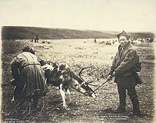 Sami herders milking reindeer, Port Clarence, Alaska, 1900 Two Laplanders wearing traditional dress milking reindeer, Port Clarence, Alaska, 1900 (HESTER 35).jpeg