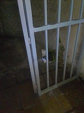 A white cat and a darker cat which looks at the camera outside a wash room at a university.