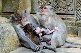 Ubud Macaques with babies