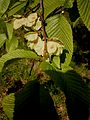 Ulmus glabra seed