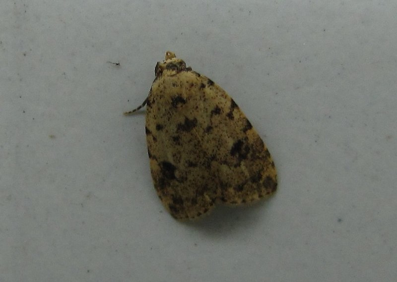 File:Unidentified moth 4665.jpg