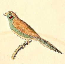 Uraeginthus bengalus 1832.jpg