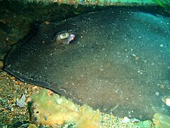 Urolophus sp. stingray lurking under some debris