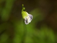 Utricularia uliginosa