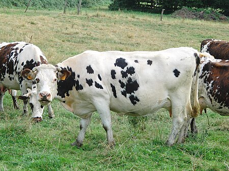 Vache normande caille.JPG