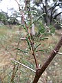 Vachellia Constricta (Whitethorn Acacia) - panoramio.jpg