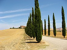 Tuscan agricultural landscape Val-d'Orcia-landscape-1.jpg