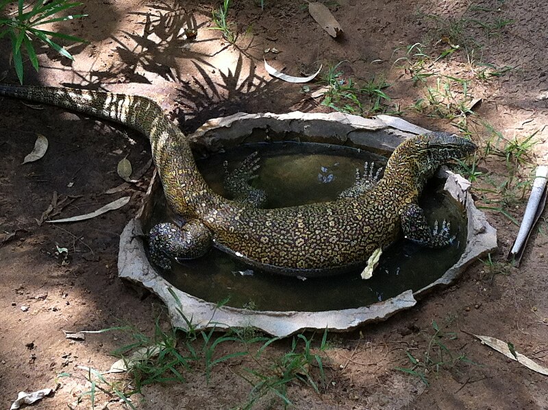 File:Varan dans l'eau.JPG