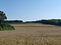 Français : Paysage du Ruffécois: champs sur la route de Couture (D.304), Ventouse, Charente, France