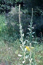 Thumbnail for File:Verbascum thapsus (Mullein).jpg