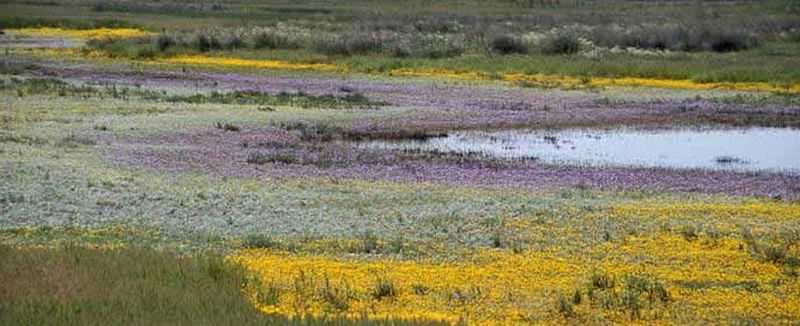 File:Vernal pool in spring.jpg