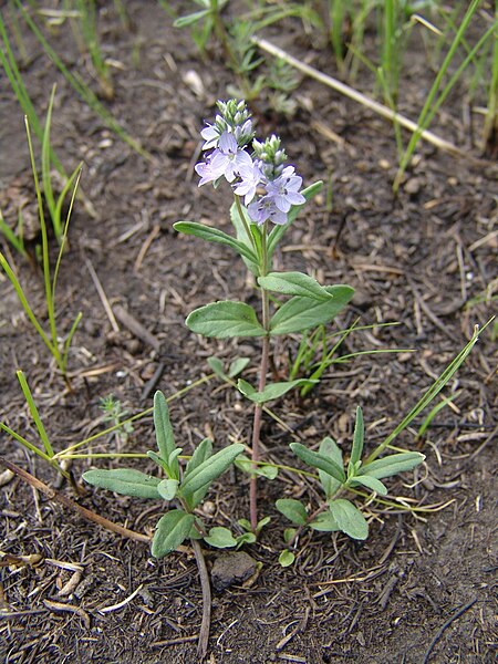 File:Veronica krylovii 104443351.jpg