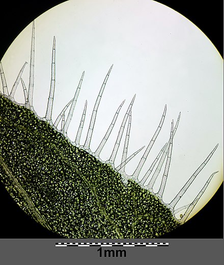 Multicellular hairs on the edge of a sepal of Veronica sublobata
