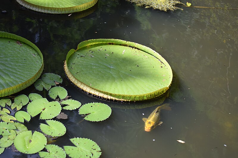 File:Victoria amazonica in Florida.jpg