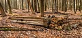 * Nomination Vierhouterbos (Staatsbosbeheer). Natural forest near Vierhouten. (dead tree).--Agnes Monkelbaan 04:27, 23 April 2023 (UTC) * Promotion  Support Good quality -- Johann Jaritz 04:47, 23 April 2023 (UTC)