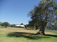 Ansicht des Manners Hill Park, der den Pavillon und einen Baum in Peppermint Grove, Westaustralien zeigt. JPG