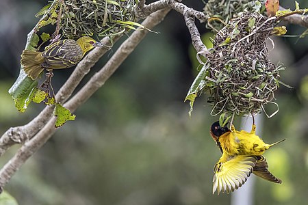 Village weaver (Ploceus cucullatus cucullatus) female and male