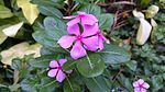 Vinca From a garden at Cox's Bazar Bangladesh