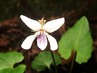 Viola boissieuana