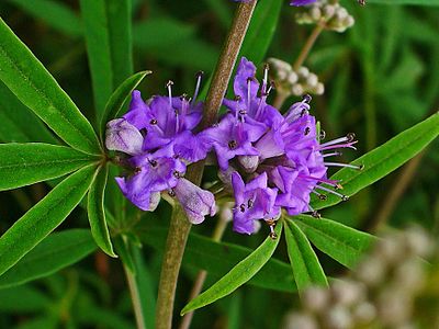 Vitex agnus-castus Flowers