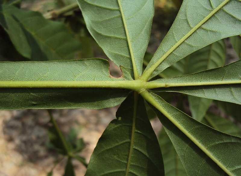 File:Vitex altissima 18.JPG