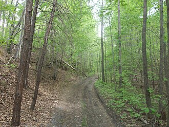 View of the Triple C Rail Trail through the woods, west of Smyrna, SC. West of Smyrna, SC - Triple C Rail Trail.jpg